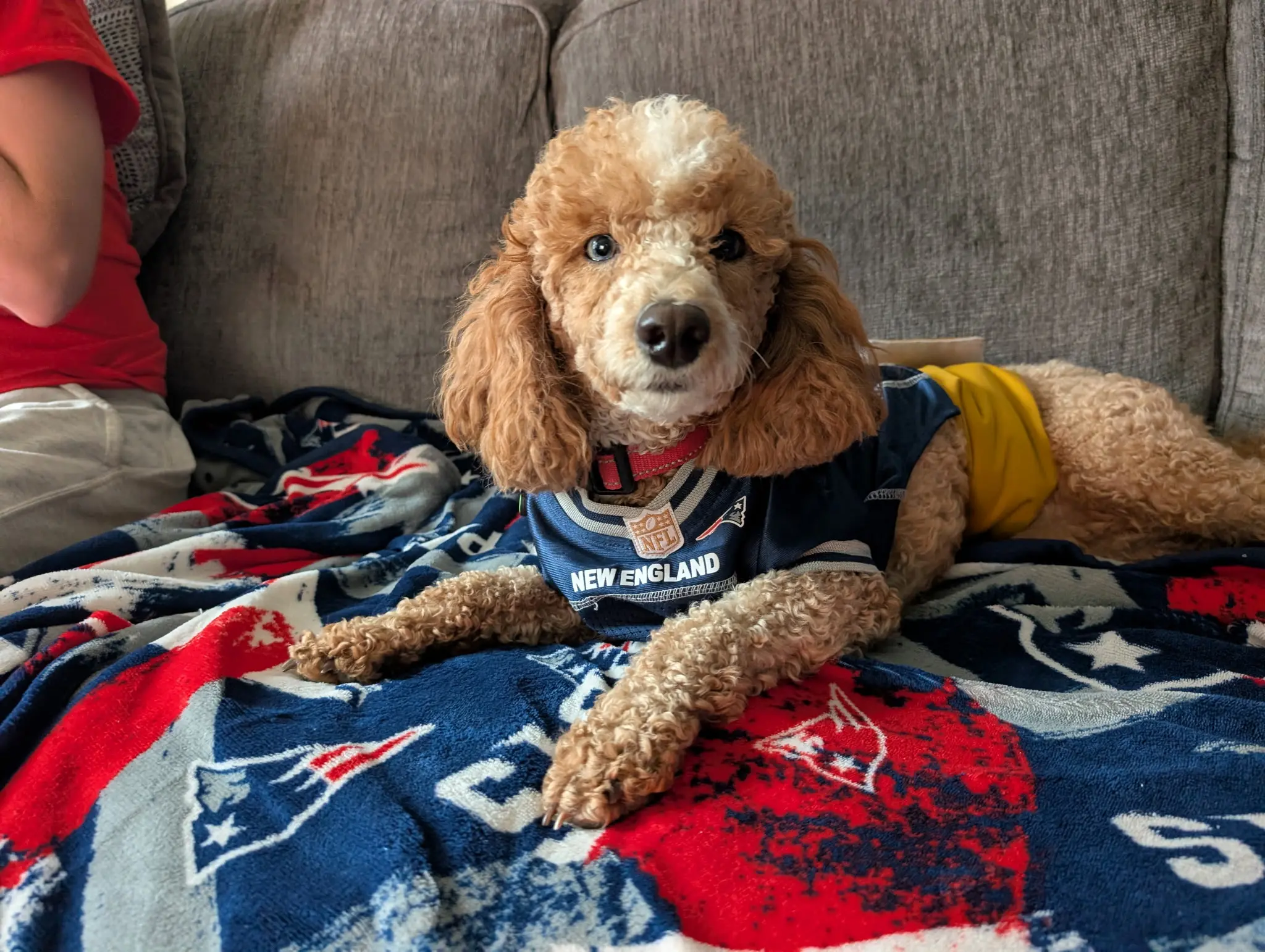 a poodle dog wearing a shirt