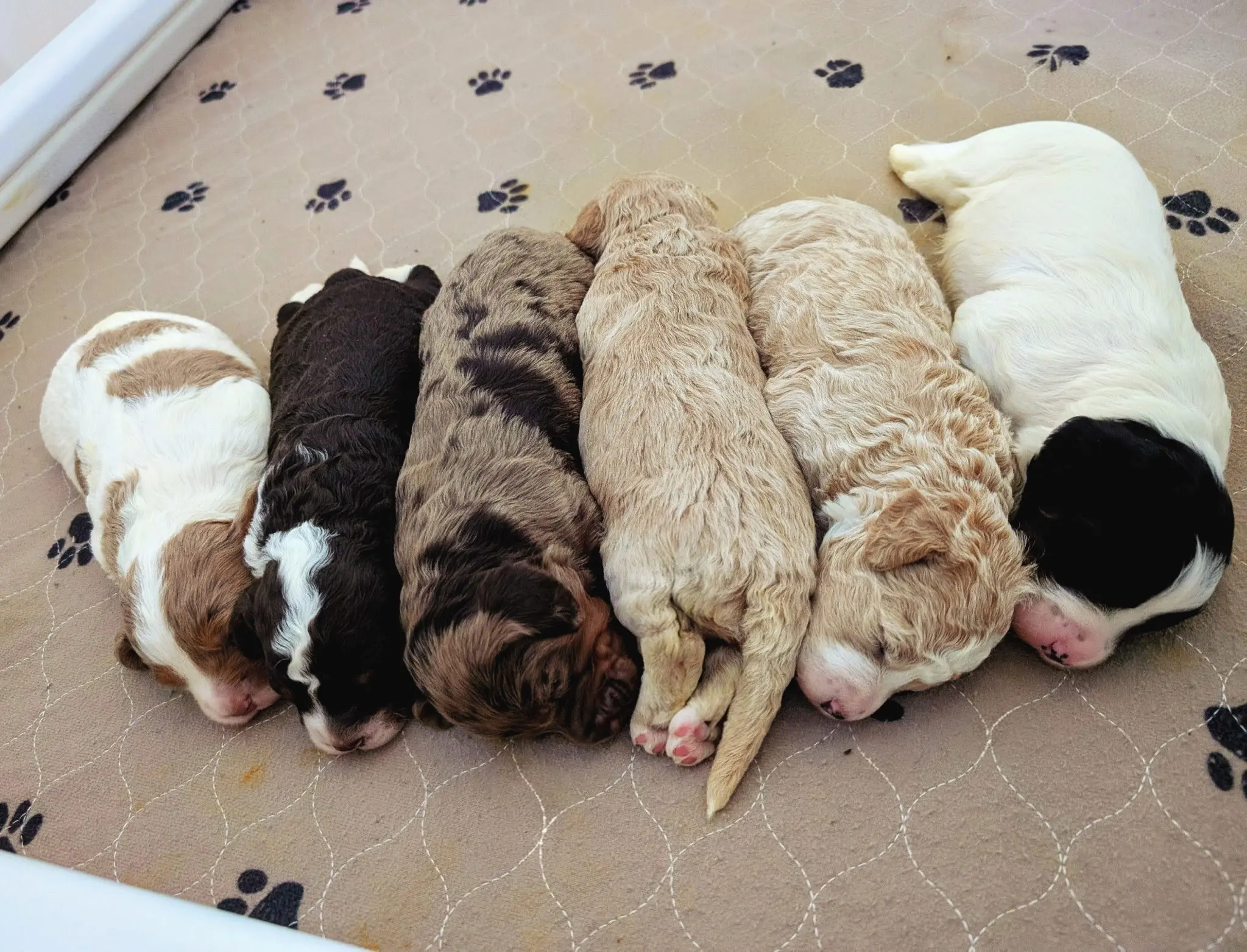 a group of guinea pigs