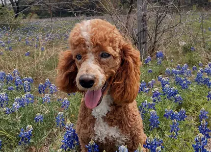 a poodle dog in a field of flowers