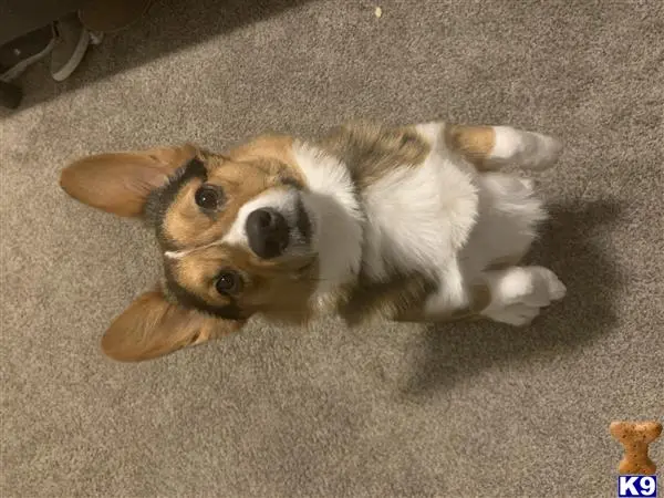 Pembroke Welsh Corgi stud dog