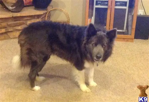 Border Collie stud dog