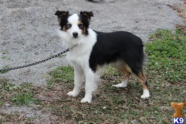 Miniature Australian Shepherd