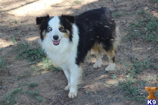 Miniature Australian Shepherd stud dog