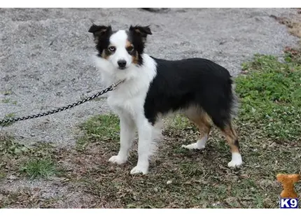 Miniature Australian Shepherd