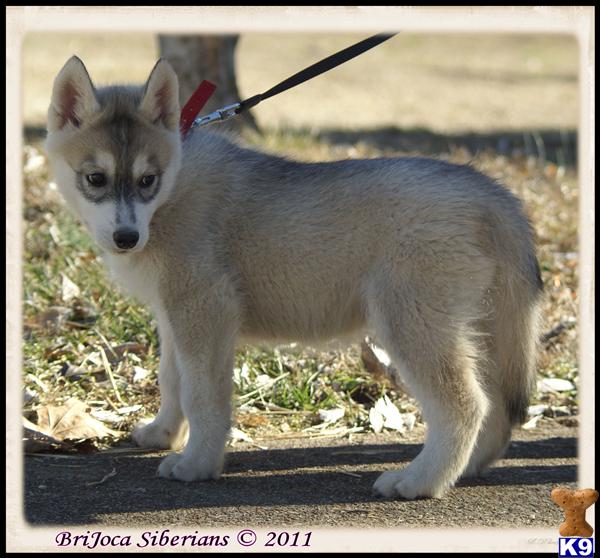 Image Result For Siberian Husky Colors Sable Image Result For Siberian Husky Colors Sable