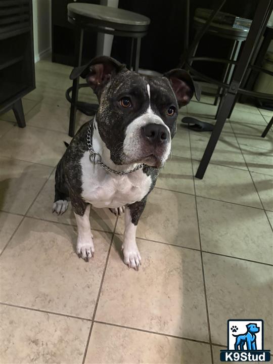American Pit Bull female dog
