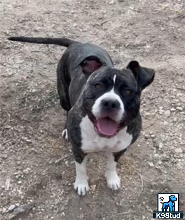American Pit Bull female dog