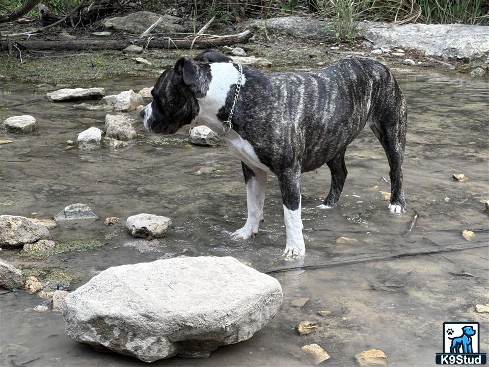 American Pit Bull female dog