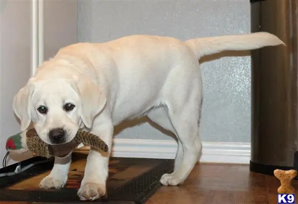 Labrador Retriever puppy for sale