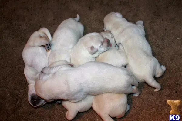 Labrador Retriever puppy for sale