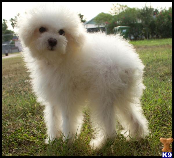 bichon frise puppy posted by cspuppies