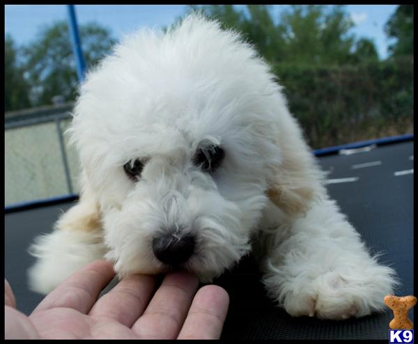 bichon frise puppy posted by cspuppies
