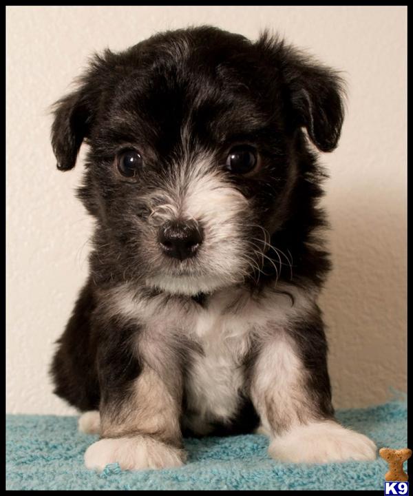 maltipoo puppies for sale in houston teacup maltipoo puppies for sale in houston tx maltipoo puppies for sale in houston teacup maltipoo puppies for sale in houston tx