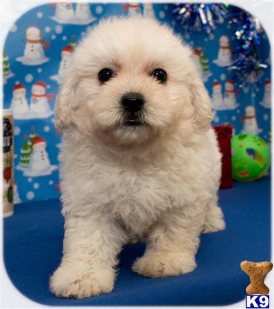 a white maltipoo dog sitting on a blue surface