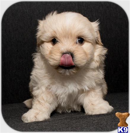 a small white maltipoo dog