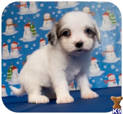 a maltipoo puppy sitting on a blue surface