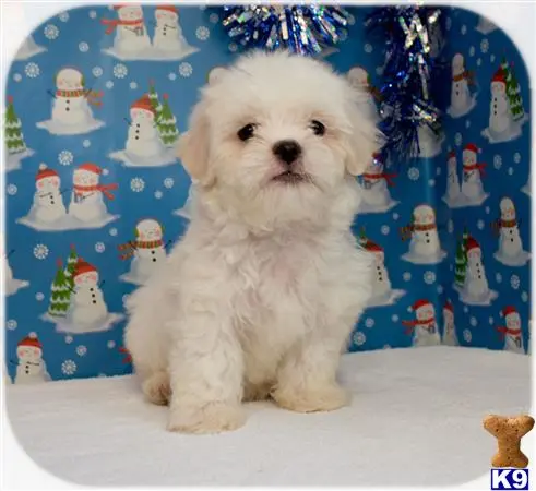 Maltipoo puppy for sale