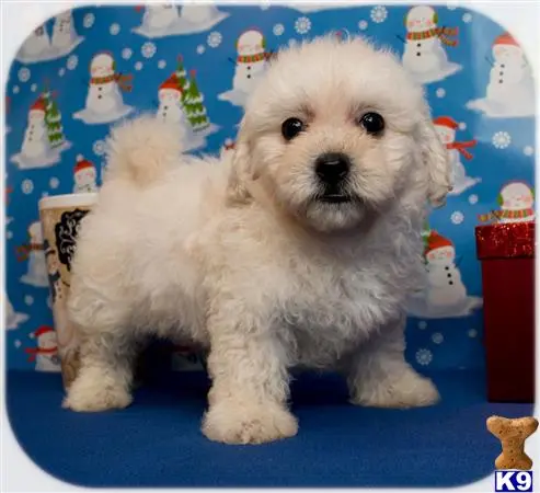 Maltipoo puppy for sale