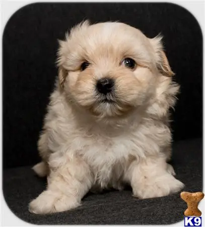 Maltipoo puppy for sale