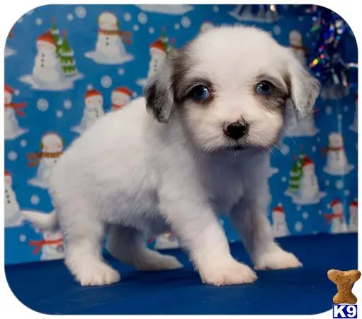 Maltipoo puppy for sale