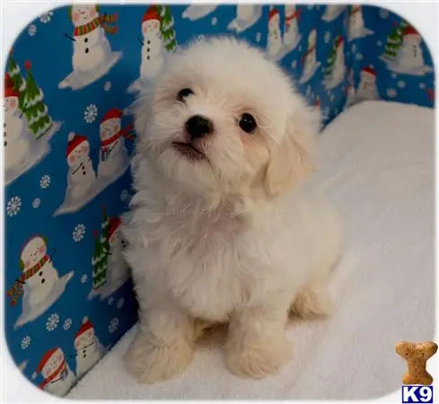 Maltipoo puppy for sale