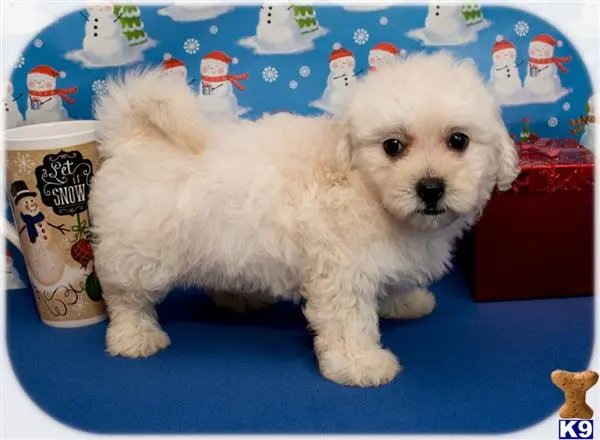 Maltipoo puppy for sale