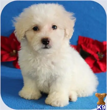 Maltipoo puppy for sale