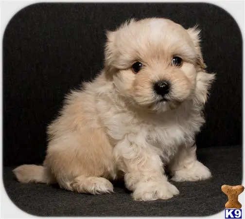 Maltipoo puppy for sale