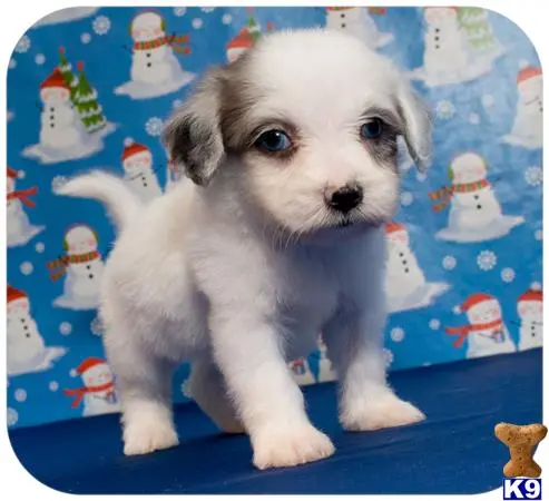 Maltipoo puppy for sale