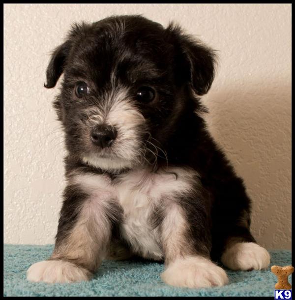poodle puppy posted by cspuppies