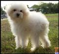 bichon frise puppy posted by cspuppies
