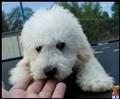 bichon frise puppy posted by cspuppies