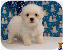 maltipoo puppy posted by cspuppies