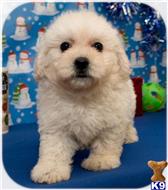 maltipoo puppy posted by cspuppies
