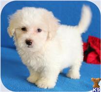 maltipoo puppy posted by cspuppies