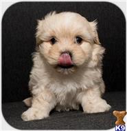 maltipoo puppy posted by cspuppies