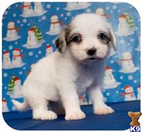 maltipoo puppy posted by cspuppies
