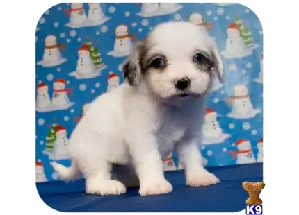 Maltipoo