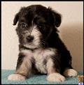 poodle puppy posted by cspuppies