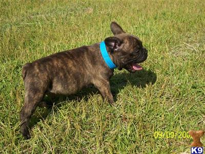 pug puppies for sale in rock arkansas list of frenchton breeders breeds picture pug puppies for sale in rock arkansas list of frenchton breeders breeds picture