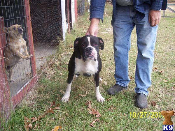 Boxer dog