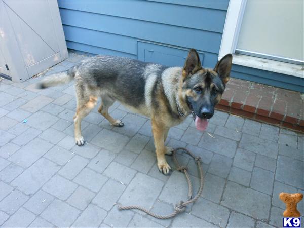 German Shepherd dog