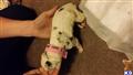 Great Dane