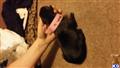 Great Dane