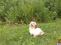 fluff puff available Shichons puppy located in COSHOCTON