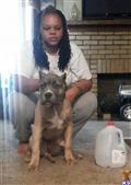 american pit bull puppy posted by cujoboy