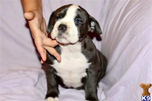 American Bully puppy for sale