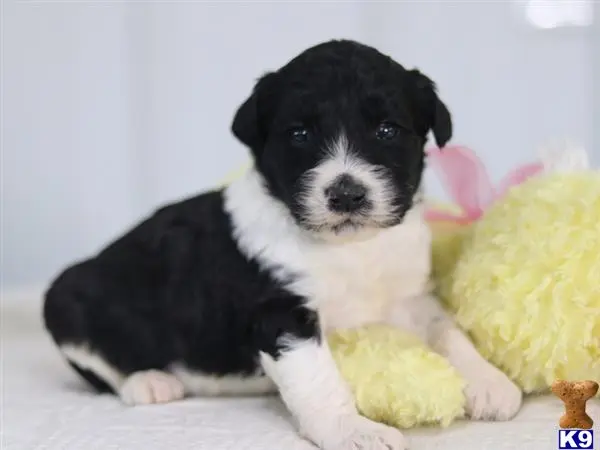 Bernedoodle puppy for sale