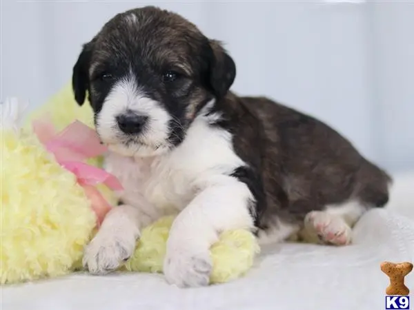 Bernedoodle puppy for sale