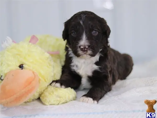 Bernedoodle puppy for sale